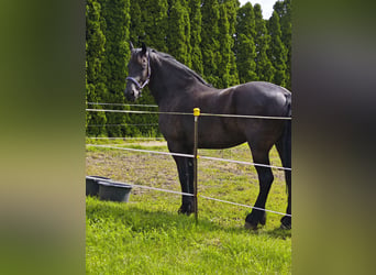 Fries paard, Ruin, 6 Jaar, 174 cm, Zwart