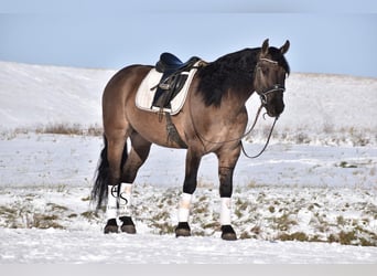 Fries paard, Ruin, 6 Jaar, Grullo