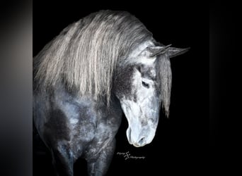 Fries paard, Ruin, 6 Jaar, Schimmel