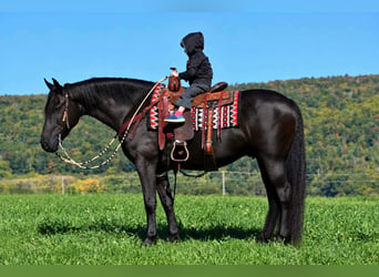 Fries paard, Ruin, 6 Jaar, Zwart