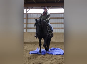 Fries paard, Ruin, 6 Jaar, Zwart