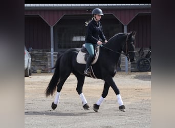 Fries paard, Ruin, 6 Jaar, Zwart