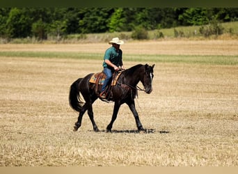 Fries paard Mix, Ruin, 6 Jaar, Zwart