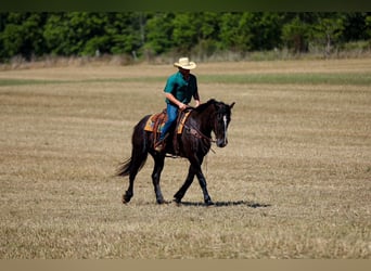 Fries paard Mix, Ruin, 6 Jaar, Zwart