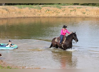 Fries paard Mix, Ruin, 6 Jaar, Zwart