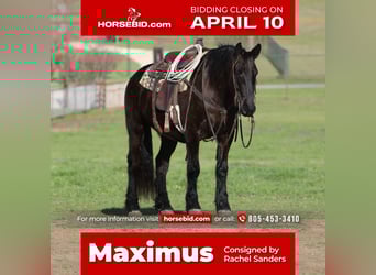 Fries paard Mix, Ruin, 6 Jaar, Zwart