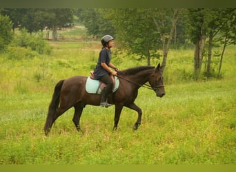 Fries paard Mix, Ruin, 7 Jaar, 140 cm