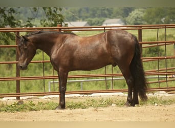 Fries paard Mix, Ruin, 7 Jaar, 140 cm