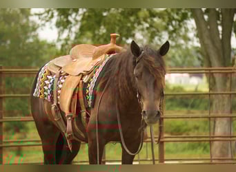 Fries paard Mix, Ruin, 7 Jaar, 140 cm