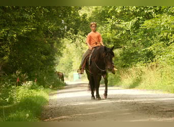 Fries paard Mix, Ruin, 7 Jaar, 140 cm