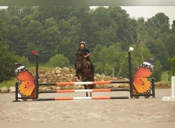Fries paard Mix, Ruin, 7 Jaar, 140 cm