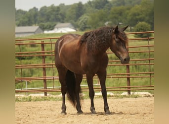 Fries paard Mix, Ruin, 7 Jaar, 140 cm