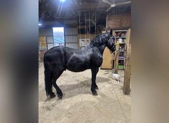 Fries paard Mix, Ruin, 7 Jaar, 145 cm, Zwart