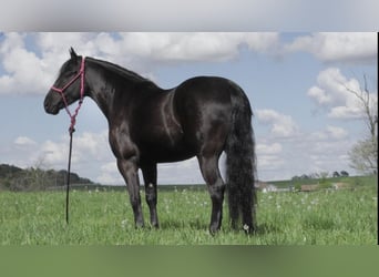 Fries paard Mix, Ruin, 7 Jaar, 147 cm, Zwart