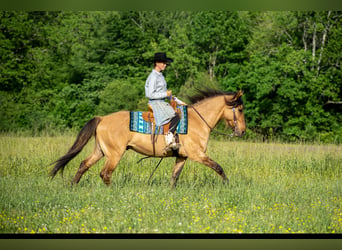 Fries paard Mix, Ruin, 7 Jaar, 155 cm, Falbe