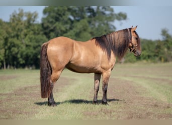 Fries paard Mix, Ruin, 7 Jaar, 155 cm, Falbe