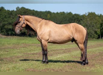 Fries paard Mix, Ruin, 7 Jaar, 155 cm, Falbe