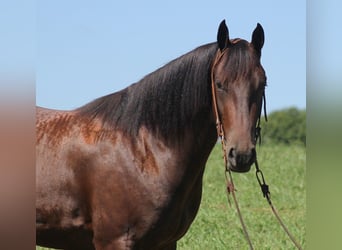 Fries paard, Ruin, 7 Jaar, 155 cm, Roodbruin