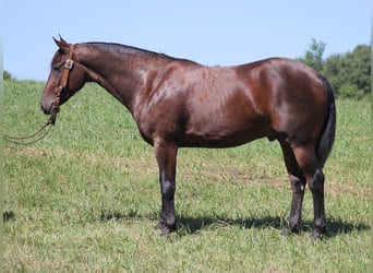 Fries paard, Ruin, 7 Jaar, 155 cm, Roodbruin