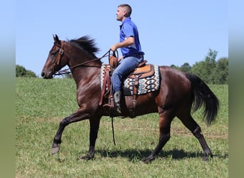 Fries paard, Ruin, 7 Jaar, 155 cm, Roodbruin