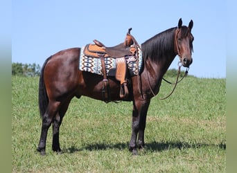 Fries paard, Ruin, 7 Jaar, 155 cm, Roodbruin