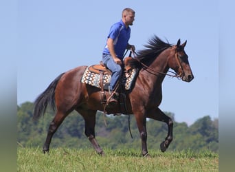 Fries paard, Ruin, 7 Jaar, 155 cm, Roodbruin