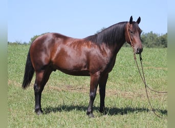 Fries paard, Ruin, 7 Jaar, 155 cm, Roodbruin