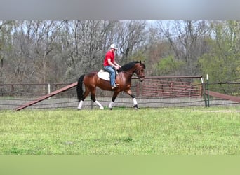 Fries paard, Ruin, 7 Jaar, 155 cm, Roodbruin