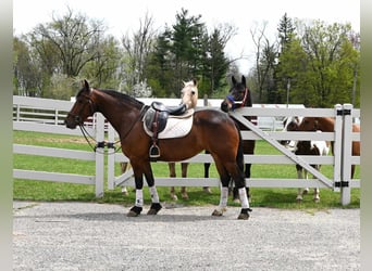 Fries paard, Ruin, 7 Jaar, 155 cm, Roodbruin