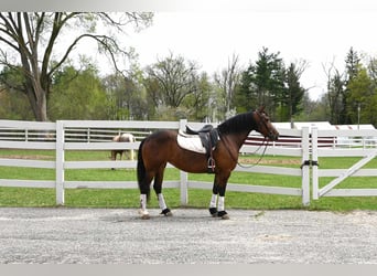 Fries paard, Ruin, 7 Jaar, 155 cm, Roodbruin