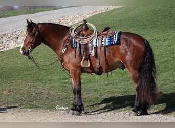 Fries paard Mix, Ruin, 7 Jaar, 157 cm, Roodbruin