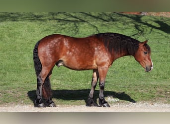 Fries paard Mix, Ruin, 7 Jaar, 157 cm, Roodbruin