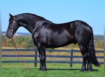 Fries paard, Ruin, 7 Jaar, 157 cm, Zwart