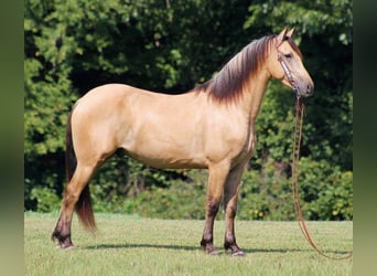 Fries paard, Ruin, 7 Jaar, 160 cm, Buckskin