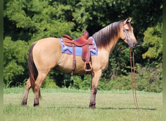 Fries paard, Ruin, 7 Jaar, 160 cm, Buckskin