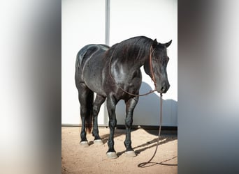 Fries paard Mix, Ruin, 7 Jaar, 160 cm, Roan-Blue