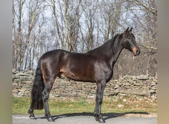 Fries paard, Ruin, 7 Jaar, 160 cm, Roodbruin