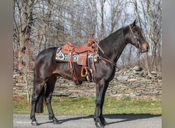 Fries paard, Ruin, 7 Jaar, 160 cm, Roodbruin