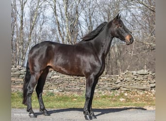 Fries paard, Ruin, 7 Jaar, 160 cm, Roodbruin