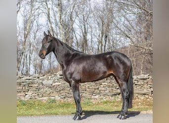 Fries paard, Ruin, 7 Jaar, 160 cm, Roodbruin