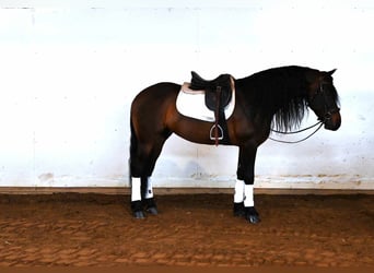 Fries paard, Ruin, 7 Jaar, 160 cm, Roodbruin