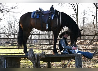 Fries paard, Ruin, 7 Jaar, 160 cm, Roodbruin