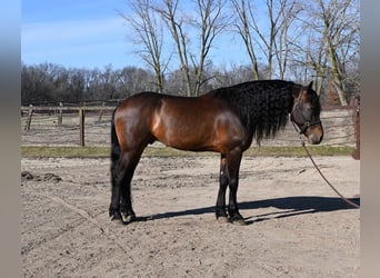 Fries paard, Ruin, 7 Jaar, 160 cm, Roodbruin