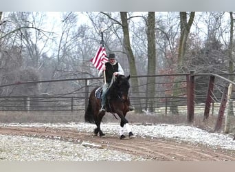 Fries paard, Ruin, 7 Jaar, 160 cm, Roodbruin