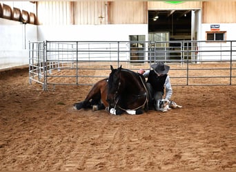 Fries paard, Ruin, 7 Jaar, 160 cm, Roodbruin