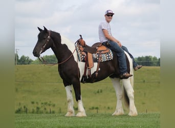 Fries paard, Ruin, 7 Jaar, 160 cm, Tobiano-alle-kleuren