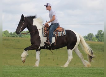 Fries paard, Ruin, 7 Jaar, 160 cm, Tobiano-alle-kleuren