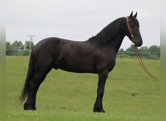 Fries paard, Ruin, 7 Jaar, 160 cm, Zwart