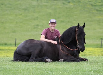 Fries paard, Ruin, 7 Jaar, 160 cm, Zwart