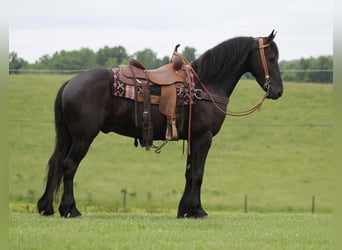 Fries paard, Ruin, 7 Jaar, 160 cm, Zwart